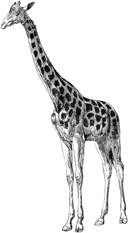 giraffe-animal-line-art-5553137