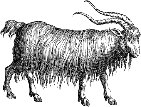 goat-animal-line-art-horns-vintage-7384689