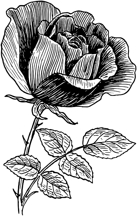 rose-beautiful-flowers-flower-plant-8026906
