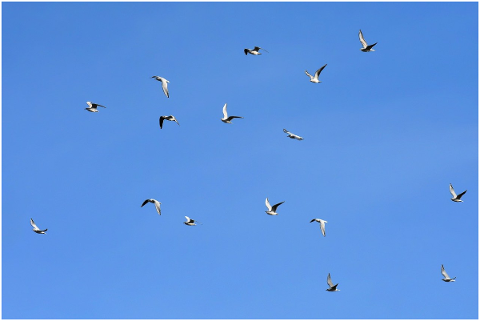 gulls-birds-flying-sky-animal-4760590