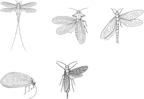 insects-bugs-animals-line-art-7321579