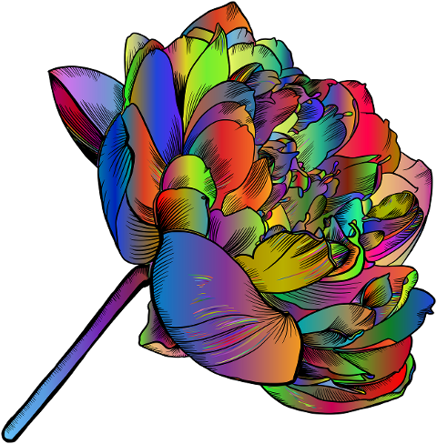 flower-plant-lotus-bloom-petals-6810505