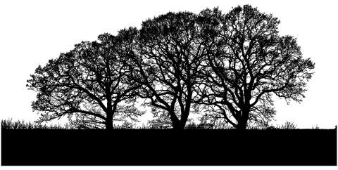 forest-trees-silhouette-branches-4908870