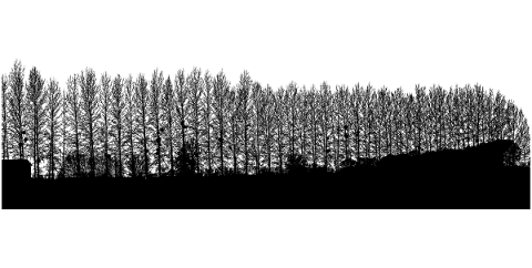 forest-trees-silhouette-branches-5164389
