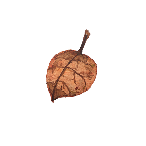 watercolor-painting-leaf-dried-leaf-5729104