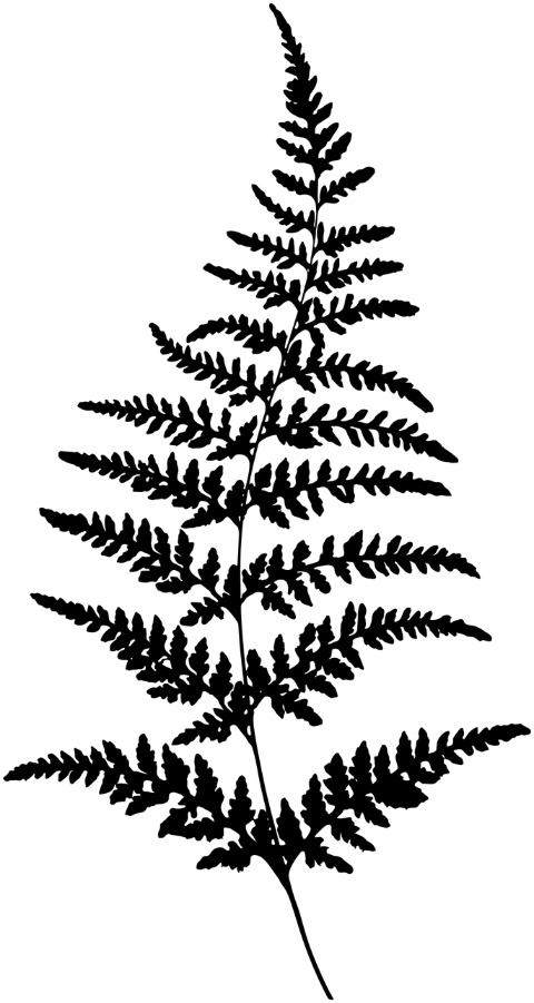 plant-stalk-silhouette-leaves-leaf-7337101