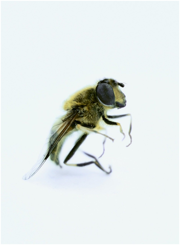 bee-isolated-bee-insect-nature-5135973
