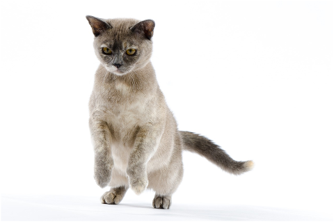 cat-jumping-kitten-burmese-feline-4343861