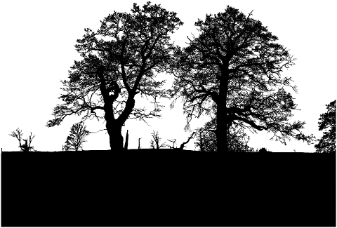 forest-trees-silhouette-branches-6249255