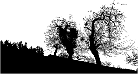 trees-landscape-silhouette-branches-4520022