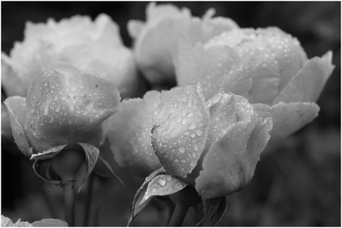 roses-romantic-petals-love-romance-4582971
