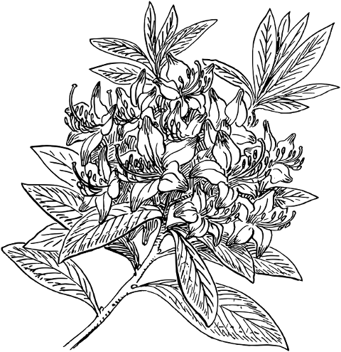 flower-rhododendron-bloom-8026909