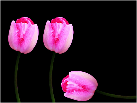 tulips-flowers-plant-petals-6200576