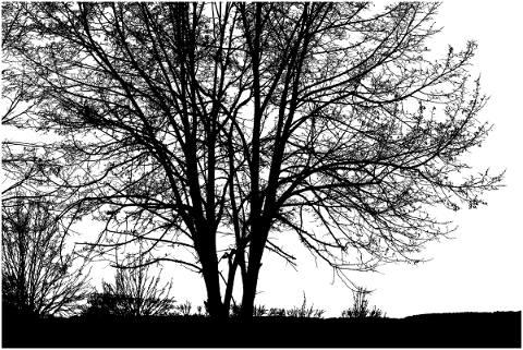 tree-landscape-silhouette-plant-5161247