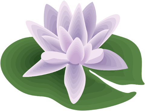flower-petals-lotus-aquatic-plant-6208429