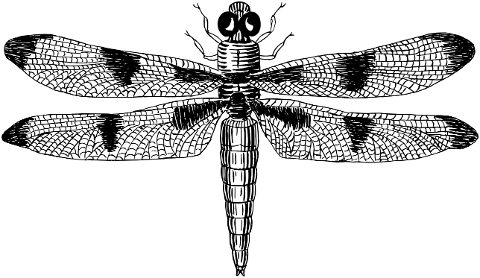 dragonfly-insect-bug-animal-8086191