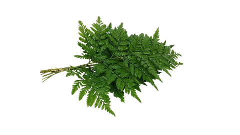 bracken-fern-leaf-fern-varieties-4744665