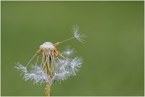 dandelion-flying-seeds-seeds-flower-5153032