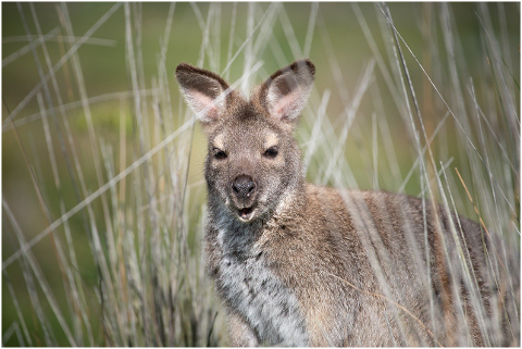 wallaby-marsupial-bennetts-wallaby-6128301