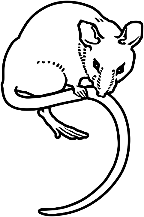 rat-rodent-animal-julie-de-graag-7485618