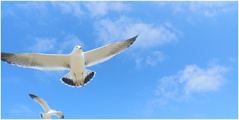 seagull-wing-new-animal-waterfowl-4943418