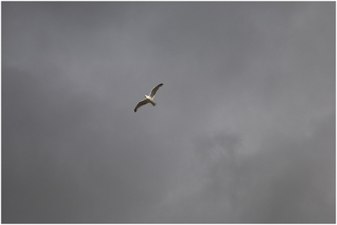 seagull-fly-sky-gray-nature-bird-5156767