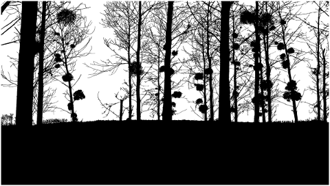forest-trees-silhouette-branches-5130406