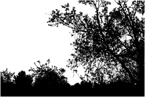 forest-trees-silhouette-branches-5180135