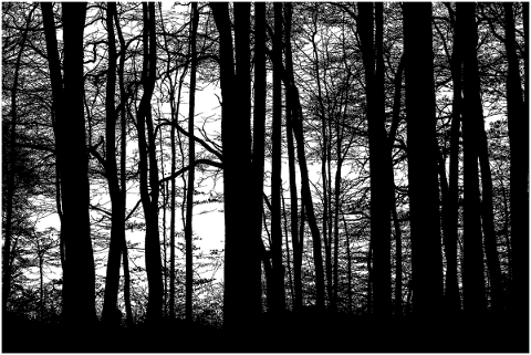 forest-trees-silhouette-branches-5164395