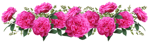 flowers-pink-roses-arrangement-4831376