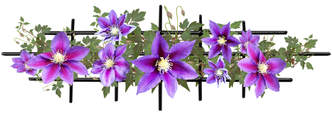 flowers-clematis-trellis-climbing-5183869