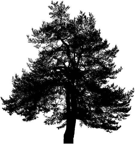 tree-silhouette-nature-trees-plant-4179484