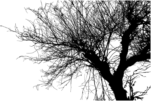 tree-landscape-silhouette-plant-5161246