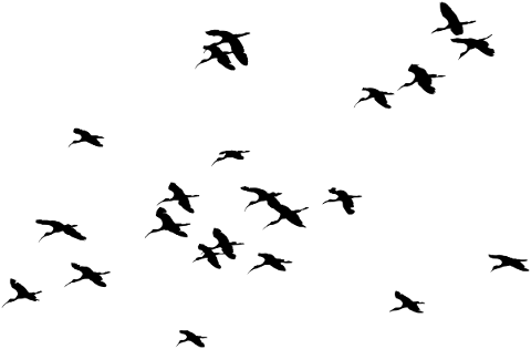 birds-silhouette-animals-flying-5161166
