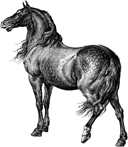 horse-animal-line-art-equine-5553124