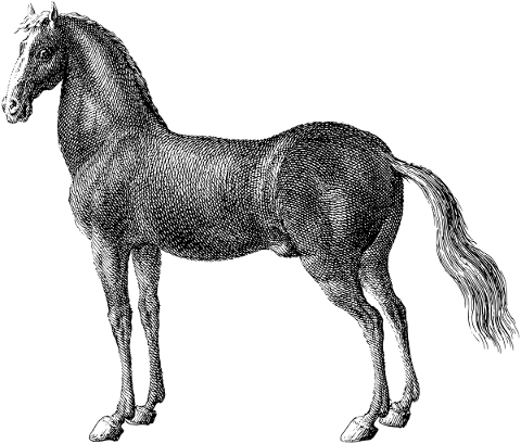 horse-animal-line-art-equine-5829500