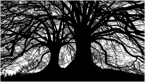 forest-trees-silhouette-tree-4051712